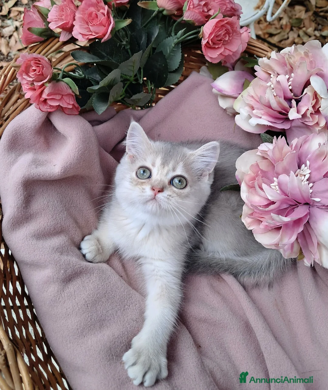 Scottish gatti in vendita: Cucciolata gattini Scottish straight e fold - Annuncio 4