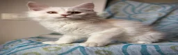 Maine Coon gatti in vendita: Splendido cucciolo di Maine Coon Red silver shaded a Provincia di Verona - Annuncio 3