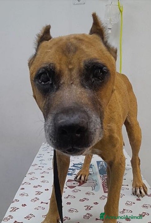 Pitbull cani Pitbull ha conosciuto la fame e la sofferenza!SUD a Città metropolitana di Milano - Annuncio 3