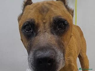 Pitbull cani Pitbull ha conosciuto la fame e la sofferenza!SUD a Città metropolitana di Milano - Annuncio 3