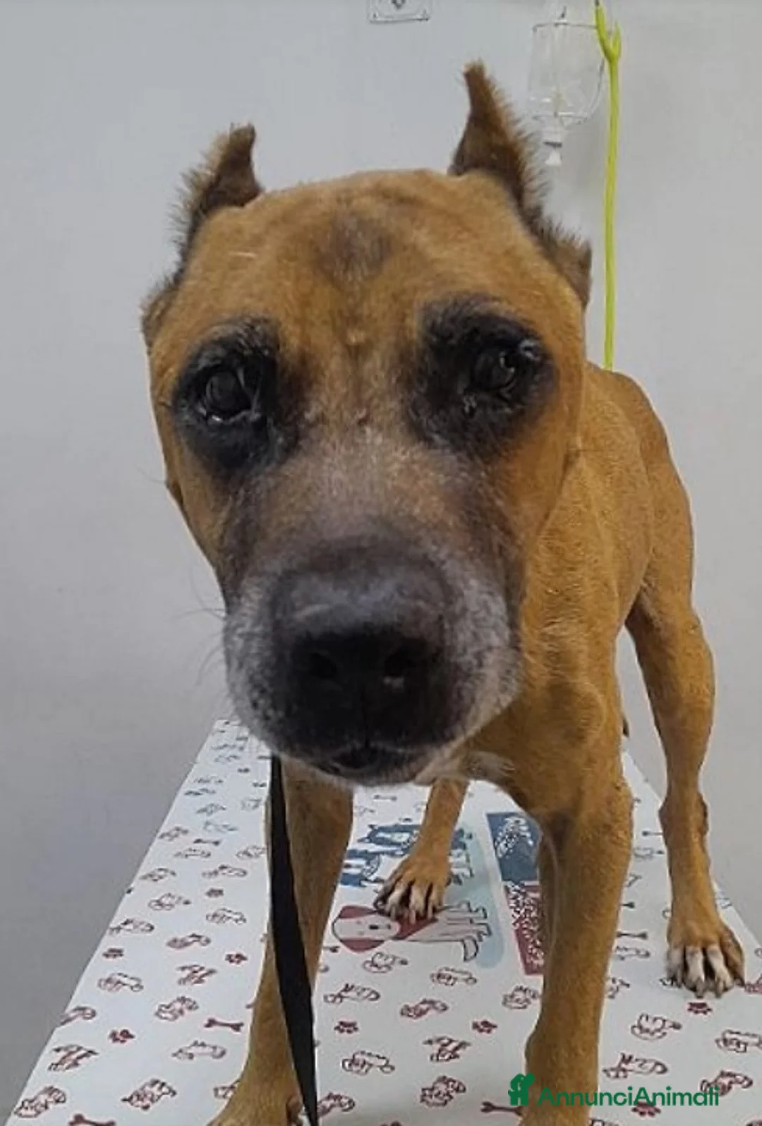 Pitbull cani in regalo: Pitbull ha conosciuto la fame e la sofferenza!SUD a Città metropolitana di Milano - Annuncio 1