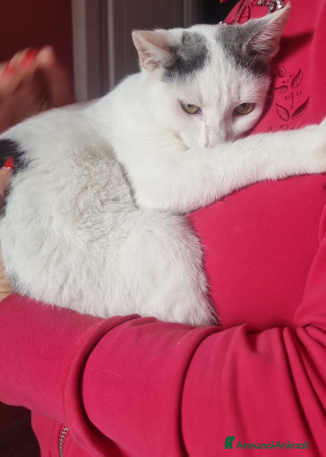 Europeo gatti in regalo: Macchia cerca casa 🏡  - Immagine 7