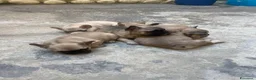 Bulldog Francese cani in vendita: Bulldog francesi  a Libero consorzio comunale di Agrigento - Annuncio 3