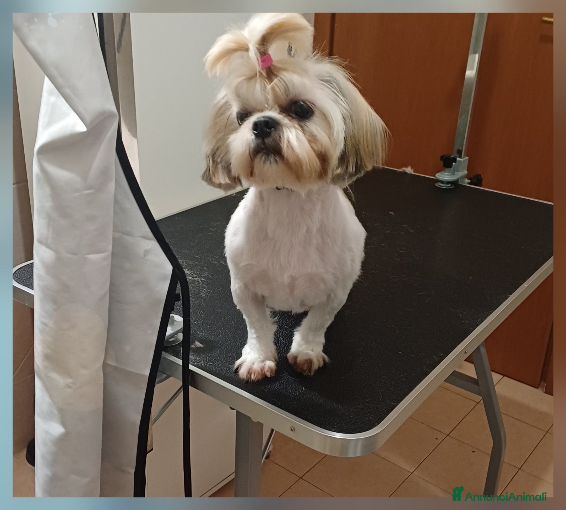 Shih Tzu cani Femmina shihtzu  - Annuncio 11