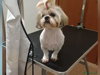 Shih Tzu cani Femmina shihtzu - Annuncio 11