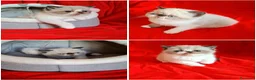 Exotic Shorthair gatti in vendita: Exotic shorthair  - Annuncio 3