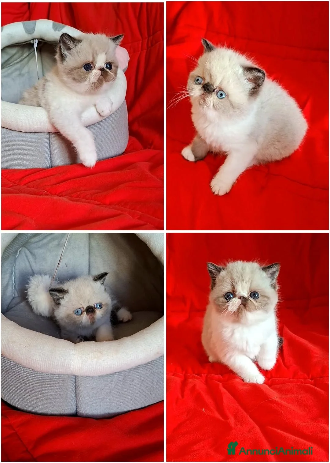 Exotic Shorthair gatti in vendita: Exotic shorthair  - Annuncio 3