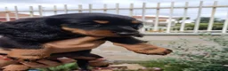 Bassotto Nano cani in vendita: Bassotto pelo lungo - Annuncio 4