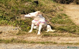 Meticcio cani in regalo: ALICE  a Città Metropolitana di Torino - Immagine 21