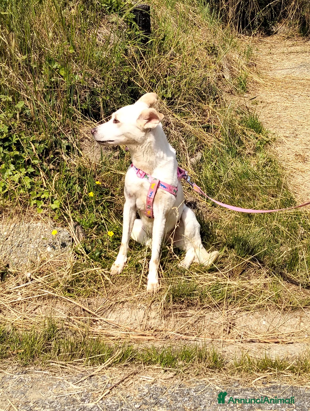 Meticcio cani in regalo: ALICE  a Città Metropolitana di Torino - Immagine 21