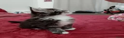 Maine Coon gatti in vendita: Manolita : una bella gattina - Annuncio 6