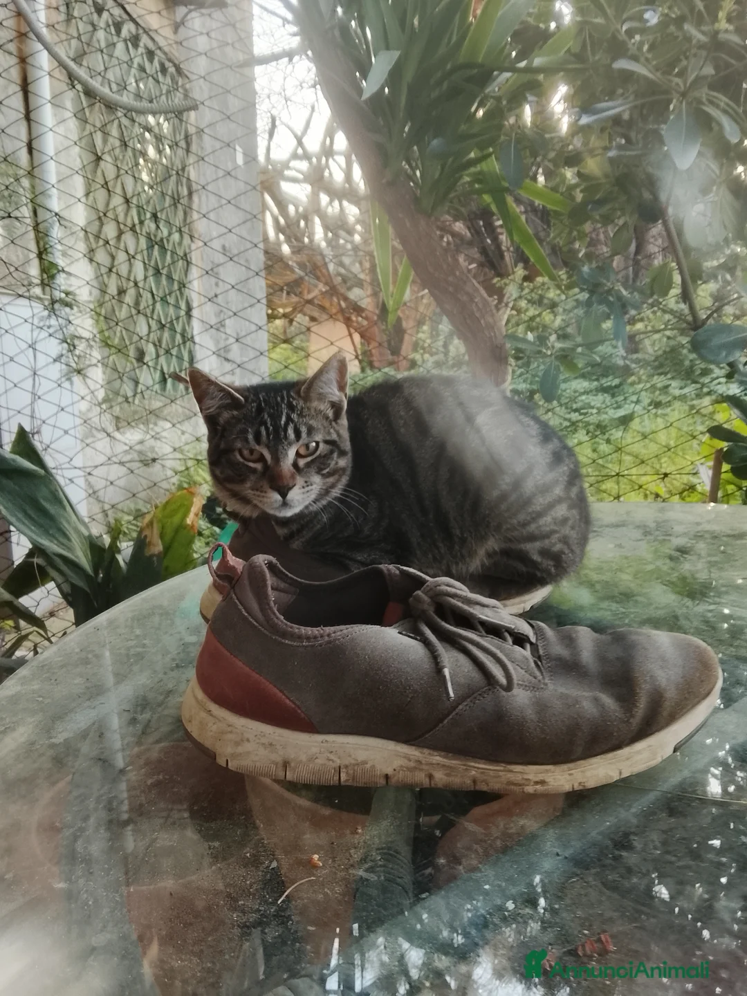 Meticcio gatti in vendita: gattini a Città metropolitana di Palermo - Annuncio 5