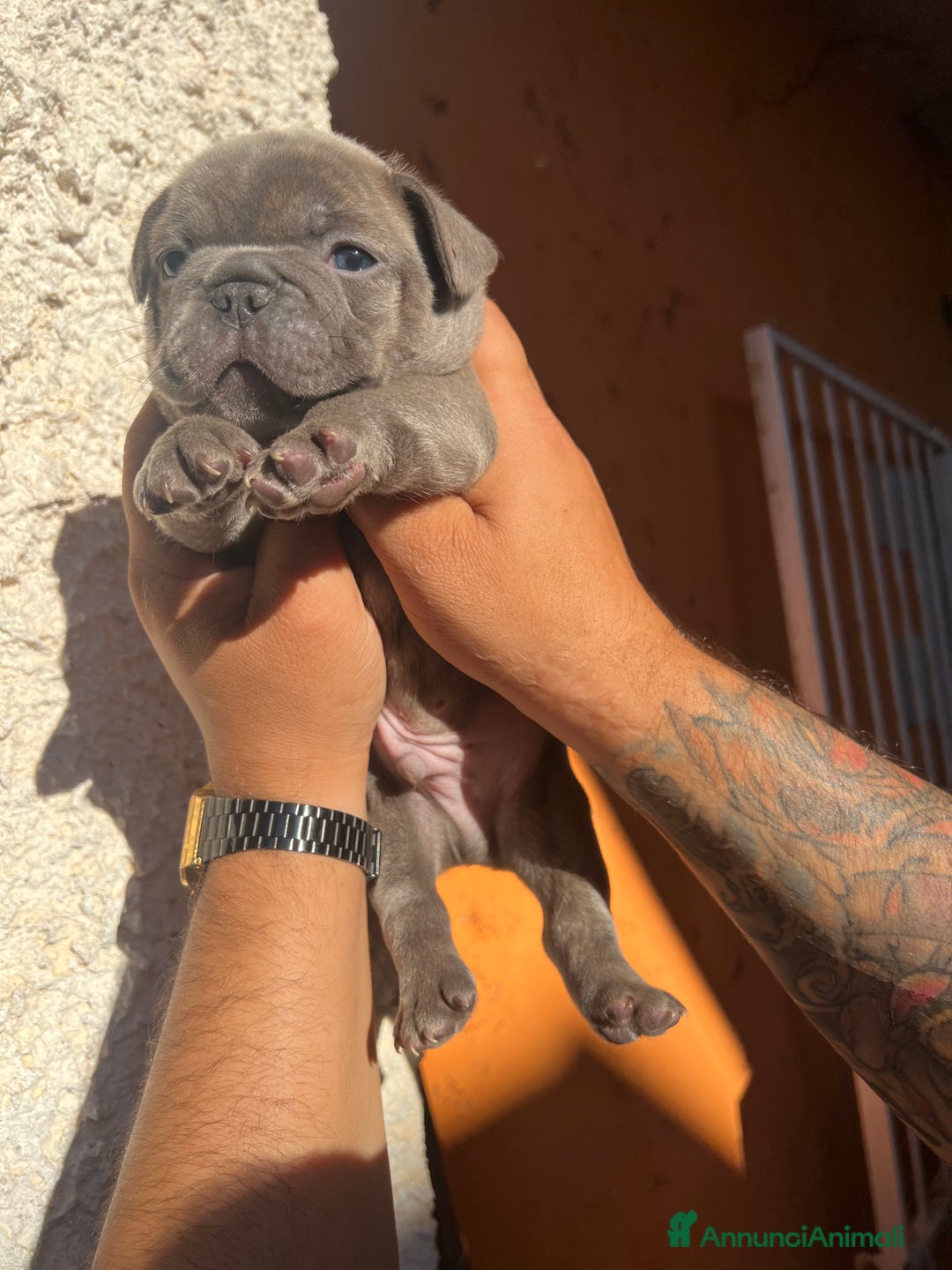 Bulldog Francese cani in vendita: Bulldog francese  a Città metropolitana di Palermo - Immagine 8
