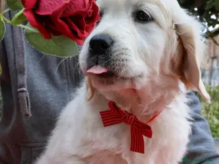 Golden Retriever cani Cuccioli Golden Retriever - Annuncio 31