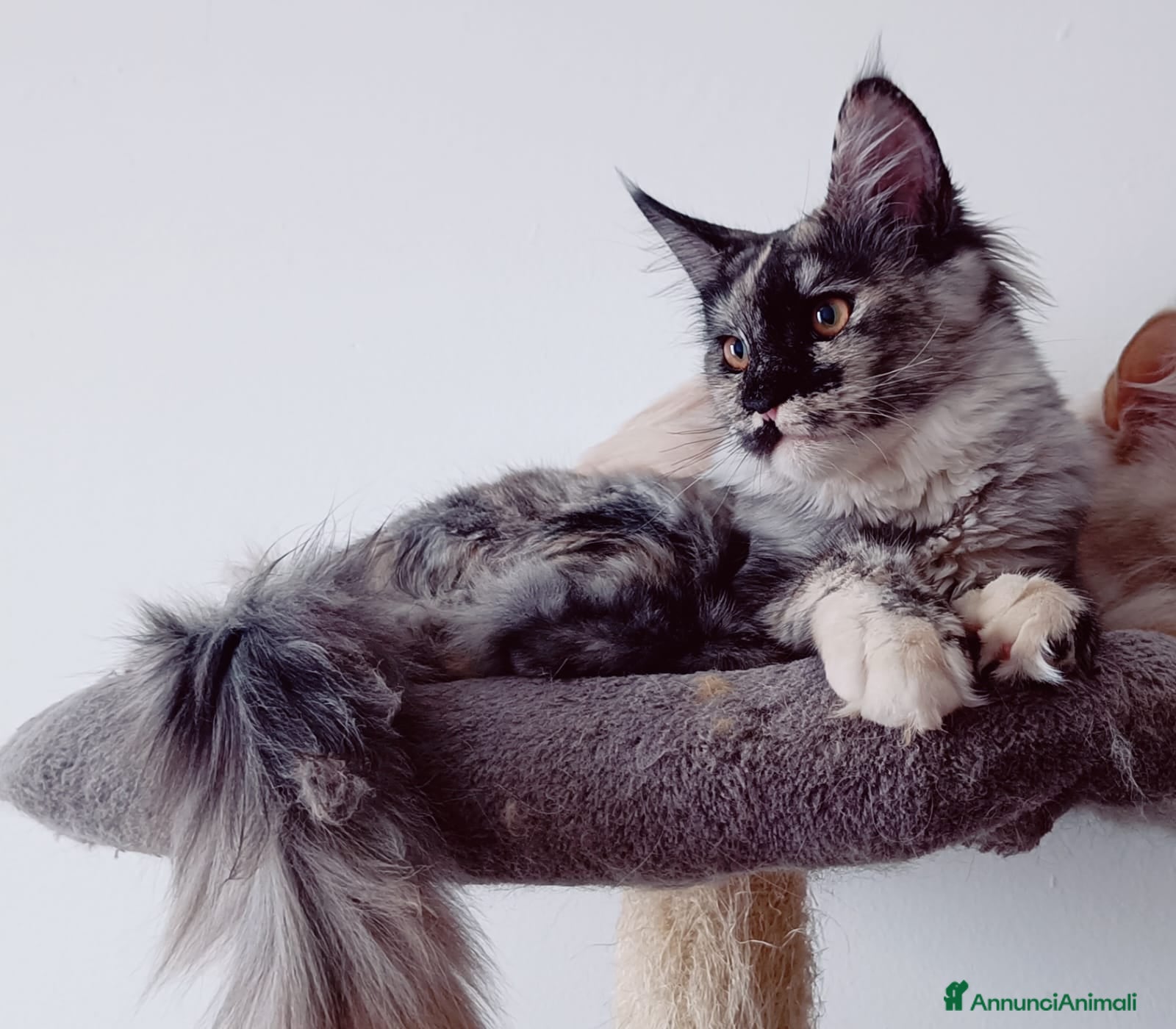 Maine Coon gatti Cucciola Maine Coon Pedigree ANFI - Annuncio 12