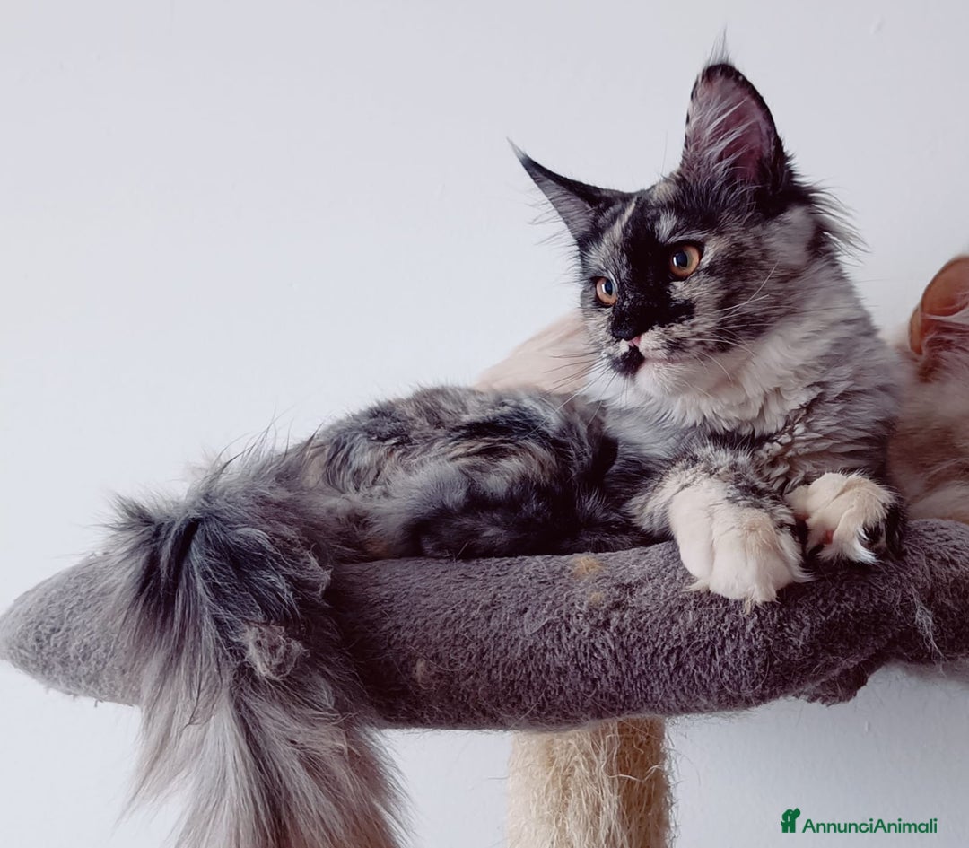Maine Coon gatti in vendita: Cucciola Maine Coon Pedigree ANFI - Annuncio 1