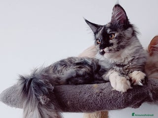 Maine Coon gatti Cucciola Maine Coon Pedigree ANFI - Annuncio 2
