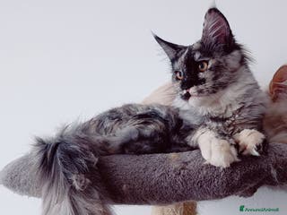 Maine Coon gatti Cucciola Maine Coon Pedigree ANFI - Annuncio 11