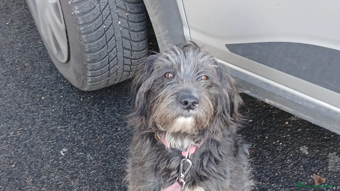 Meticcio cani in regalo: LA SPLENDIDA PUPELLA HA BISOGNO DI UNA CASA - Annuncio 2