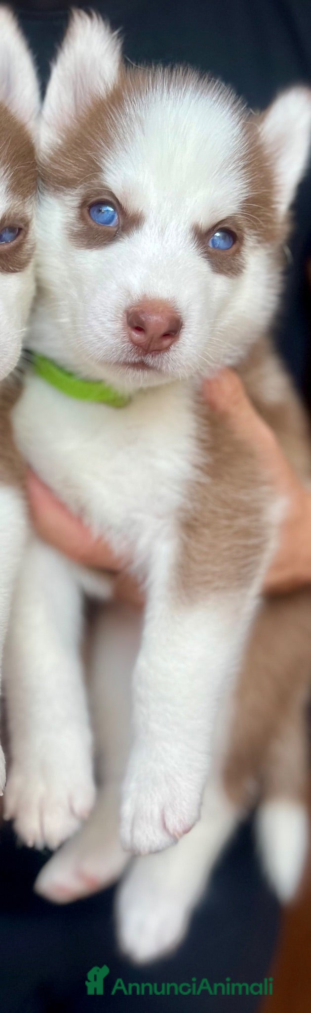 Husky cani Cucciola di Siberian husky - Annuncio 1