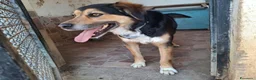 Meticcio cani in regalo: Gigio: 2 anni, socievole, equilibrato - Annuncio 3