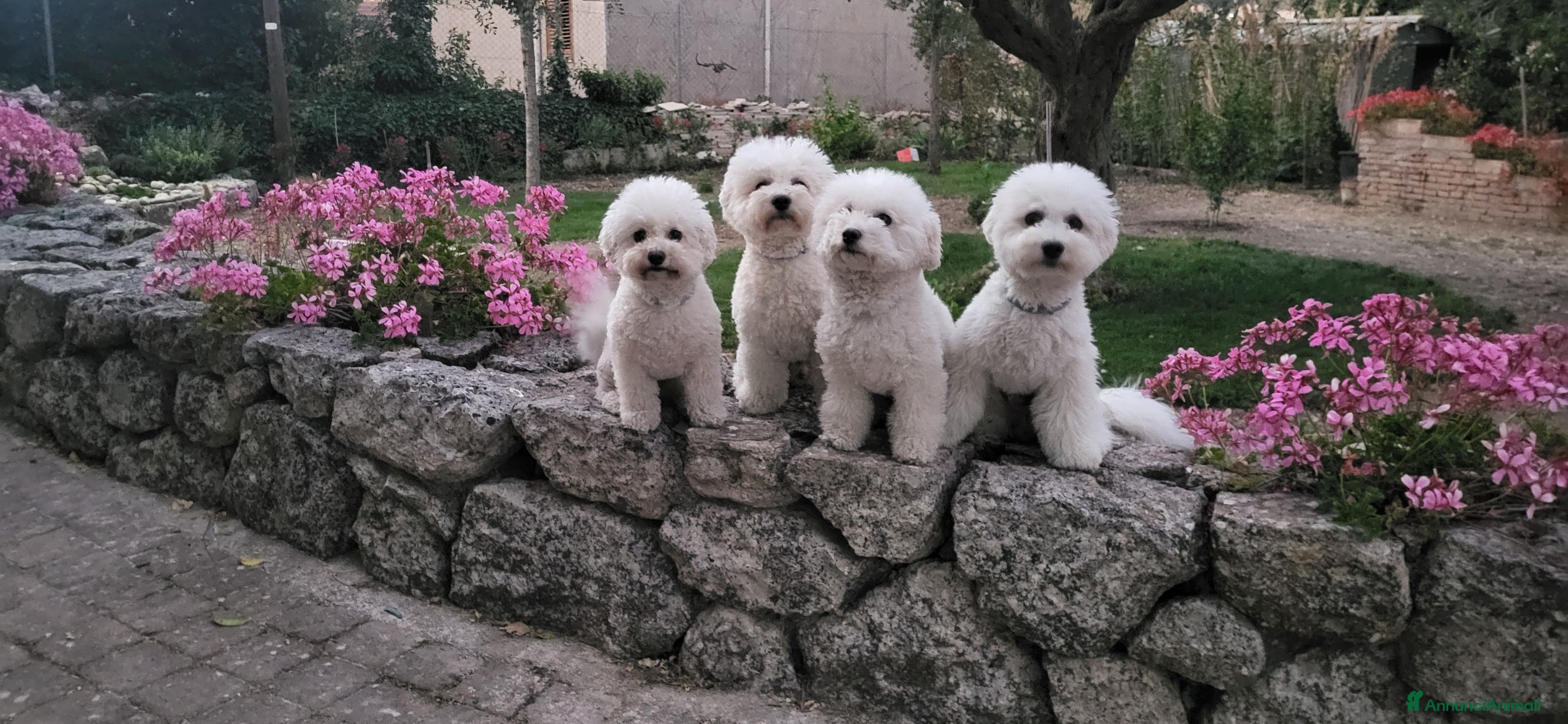 Bichon cani Disponibili 3 cucciole di Bichon Frisé - Annuncio 2
