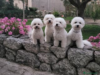 Bichon cani Disponibili 3 cucciole di Bichon Frisé - Annuncio 2