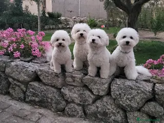 Bichon cani Disponibili 3 cucciole di Bichon Frisé - Annuncio 31
