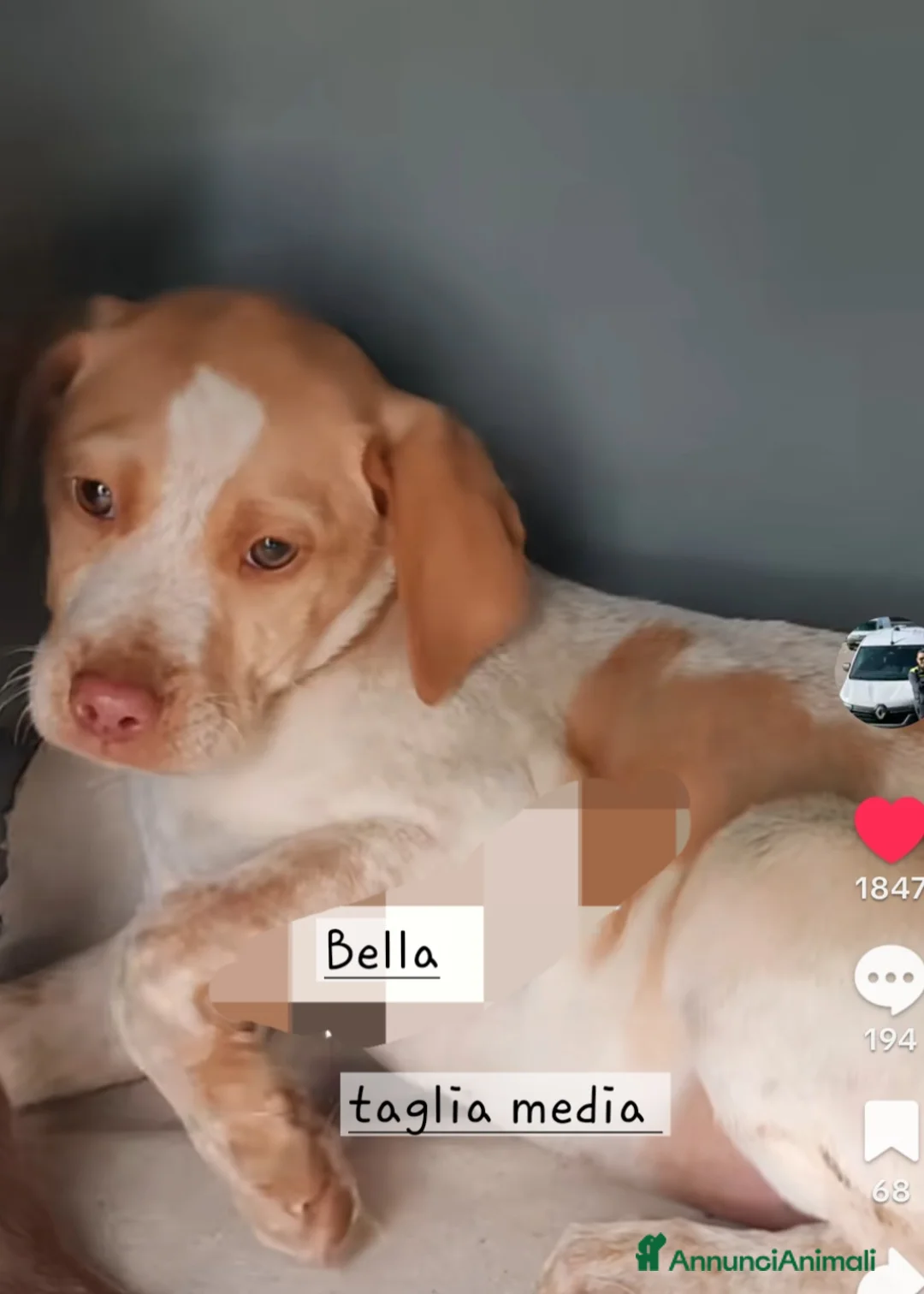 Breton cani in regalo: Cuccioli di taglia media simil breton - Annuncio 1