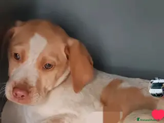 Breton cani Cuccioli di taglia media simil breton - Annuncio 1