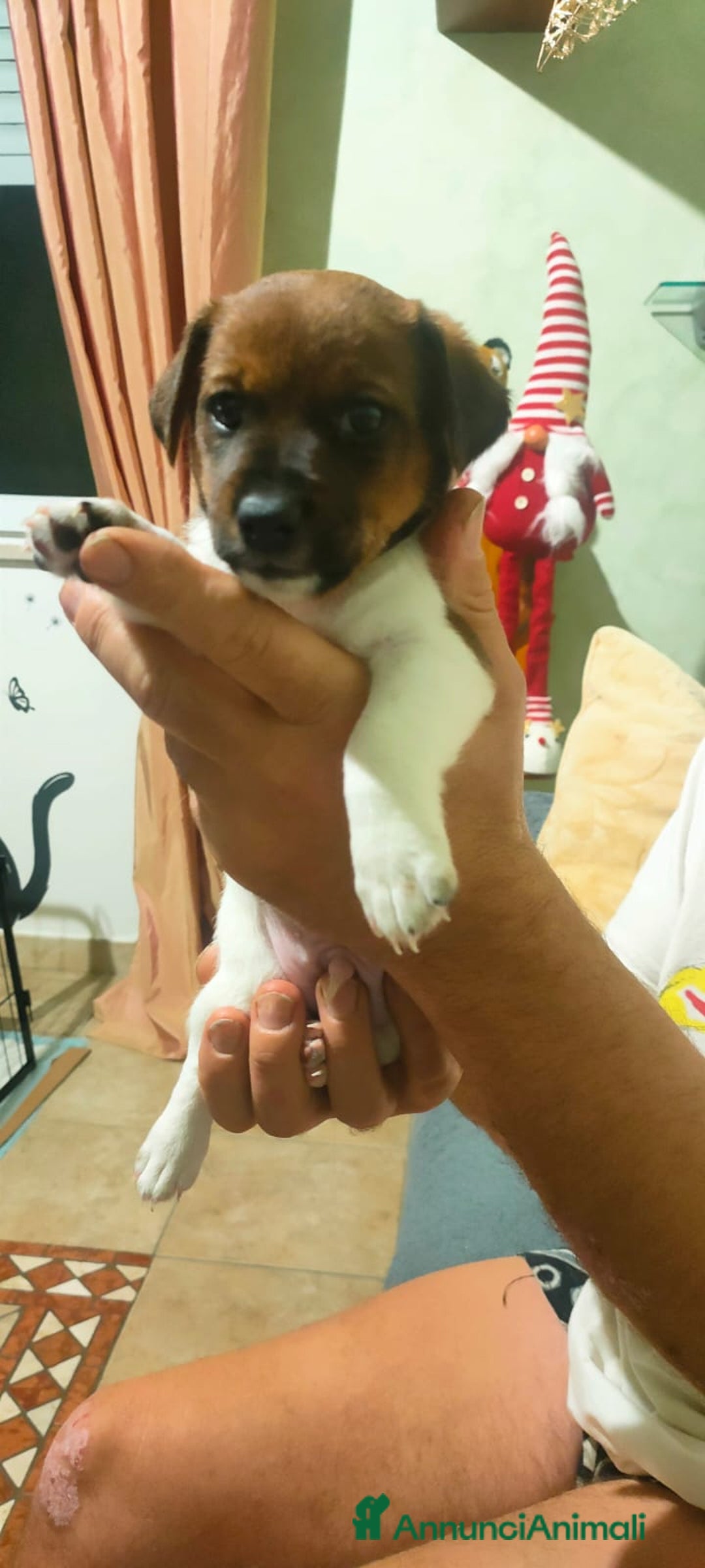 Jack Russell cani in vendita: Cucciolo jack Russell  - Annuncio 4