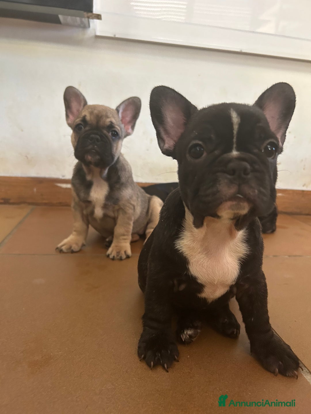 Bulldog Francese cani in vendita: Cuccioli di bulldog francese a Provincia di Lucca - Immagine 3