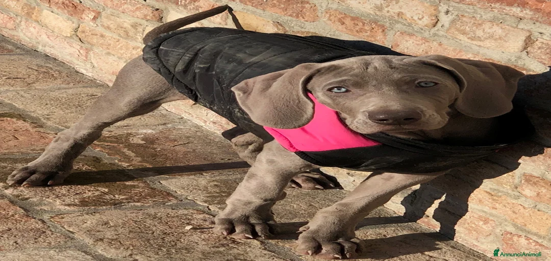 Immagine della galleria {{count}}