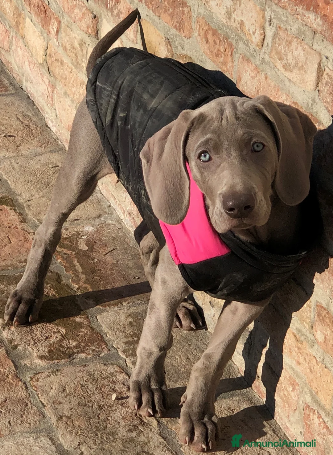 Immagine della galleria {{count}}