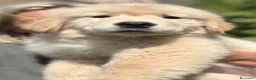 Golden Retriever cani in vendita: CUCCIOLA GOLDEN AMERICANO - Annuncio 6