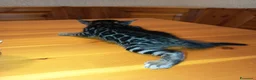 Bengala gatti in vendita: meraviglie Selected Breed  - Annuncio 18