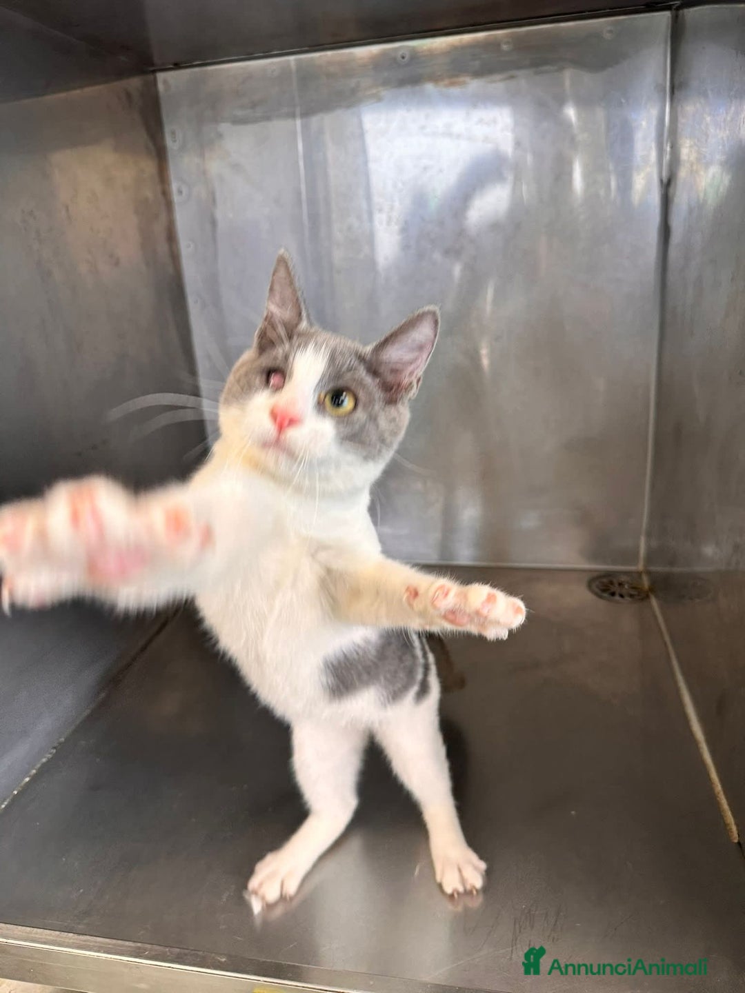 Meticcio gatti in regalo: Poldo - Annuncio 3