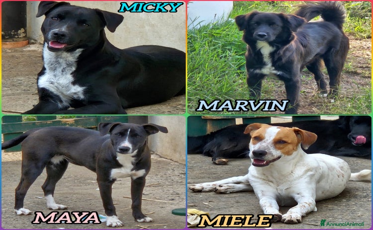 Meticcio cani CUCCIOLI MIX LABRADOR/SETTER  - Annuncio 18