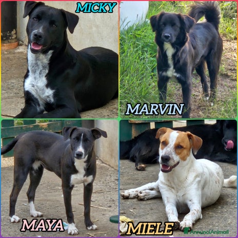 Meticcio cani CUCCIOLI MIX LABRADOR/SETTER - Annuncio 16