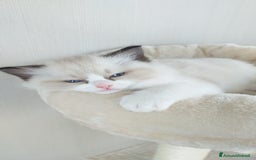 Ragdoll gatti in vendita: Cuccioli Ragdoll a Provincia di Bergamo - Immagine 23