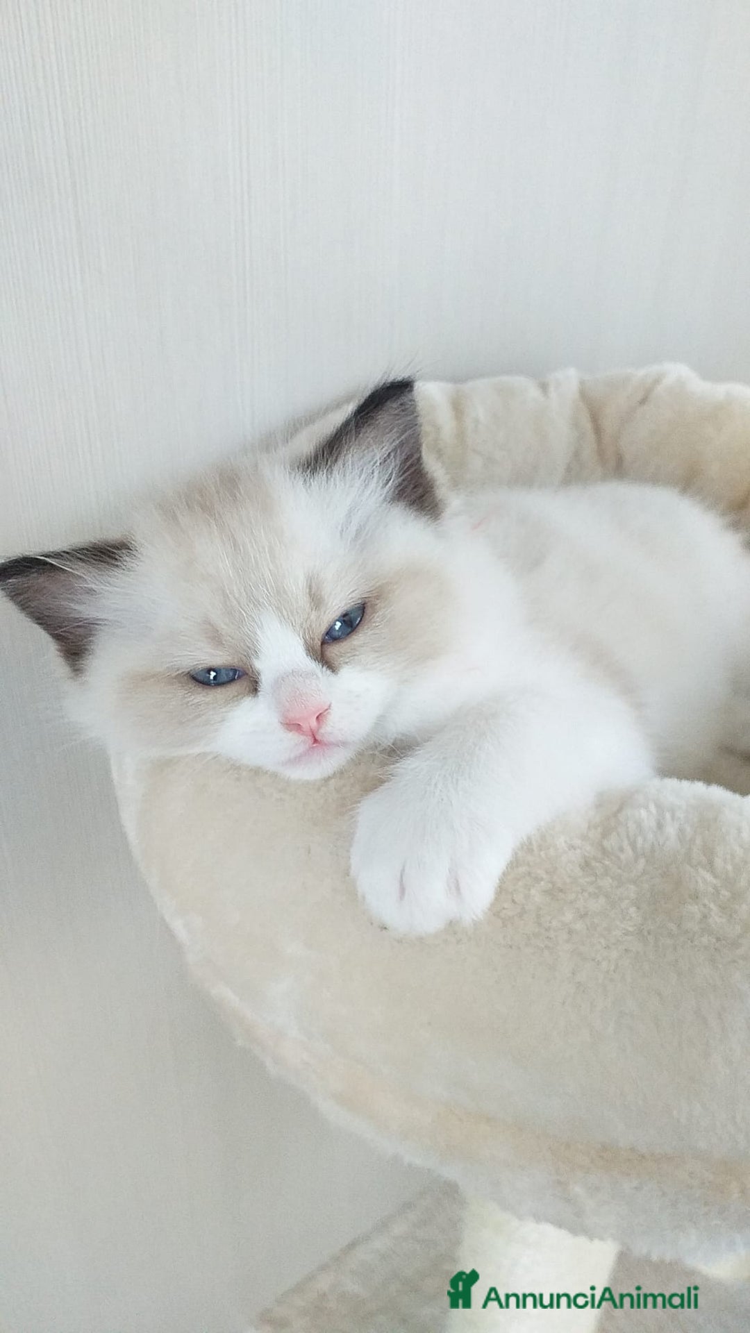 Ragdoll gatti in vendita: Cuccioli Ragdoll a Provincia di Bergamo - Immagine 23