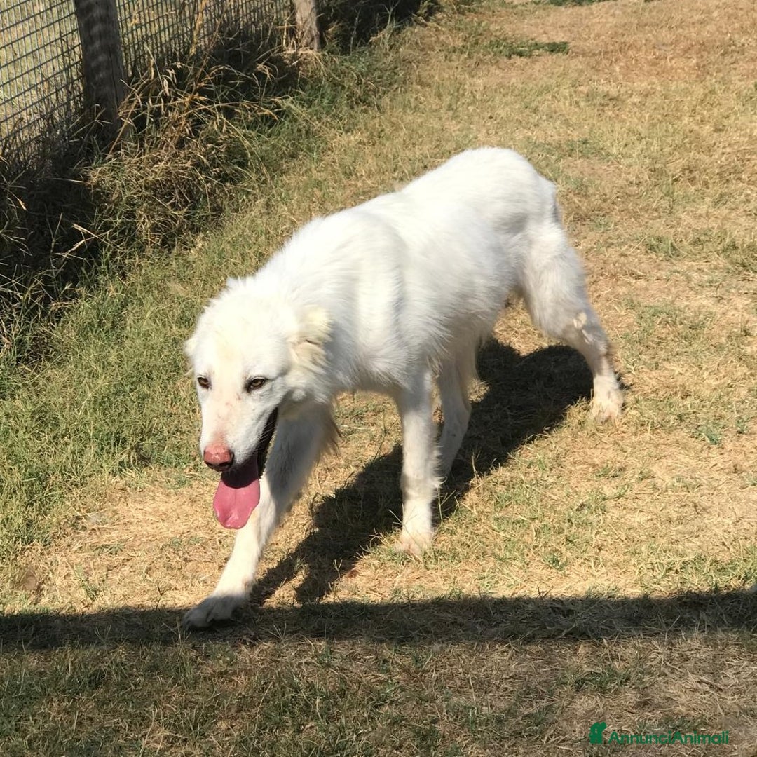 Meticcio cani in regalo: ERCOLE govane mix maremmano tg contenuta a Provincia di Latina - Annuncio 5