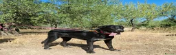 Meticcio cani in regalo: Merdida cerca casa  - Annuncio 2
