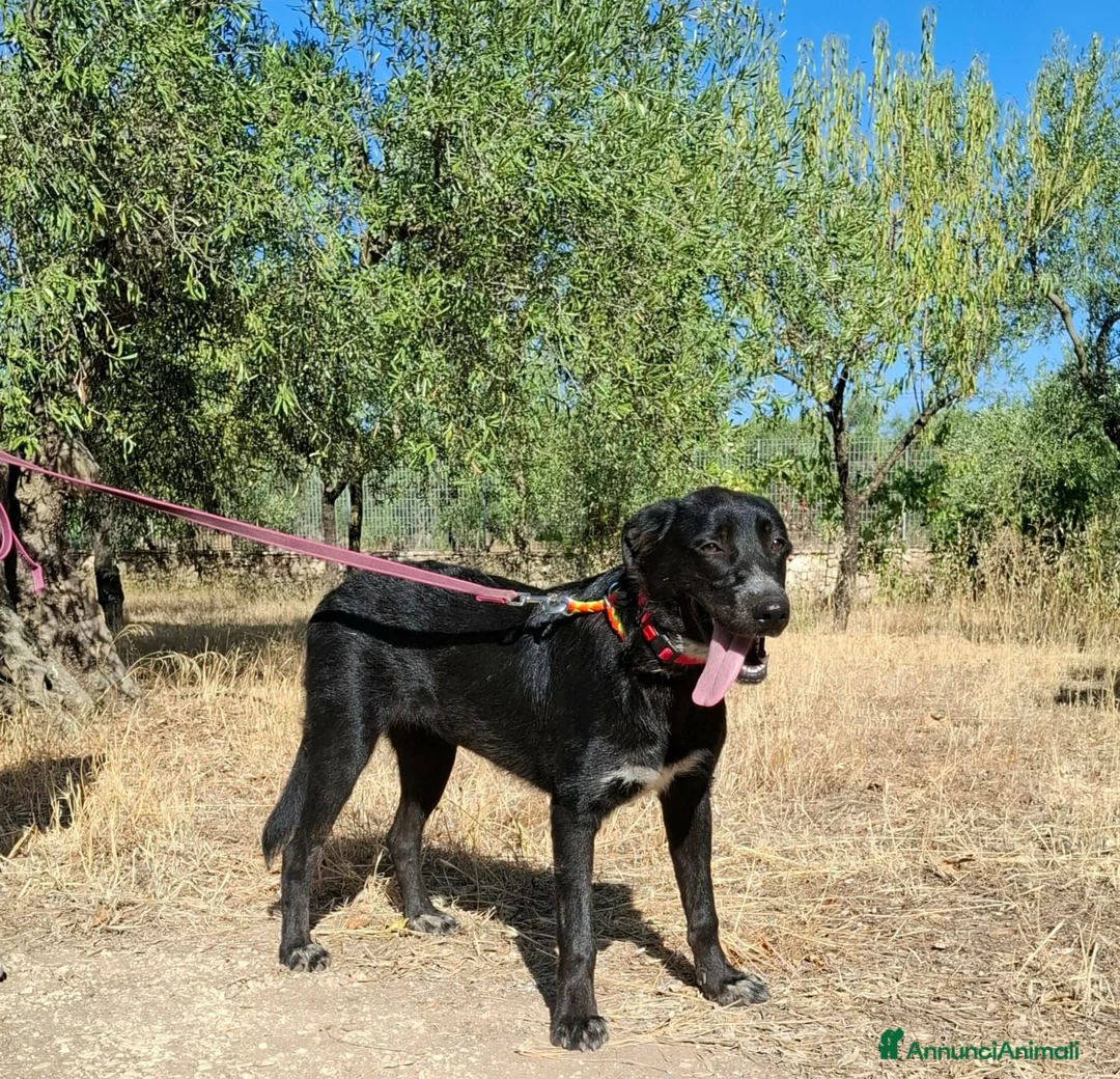 Meticcio cani in regalo: Merdida cerca casa  - Annuncio 2