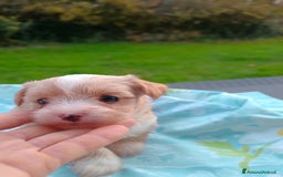 Yorkshire cani in vendita: Morkie (Maltese-Yorkshire)  a Città Metropolitana di Torino - Immagine 2