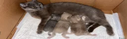 British gatti in vendita: Vendo british shorthair  - Annuncio 5