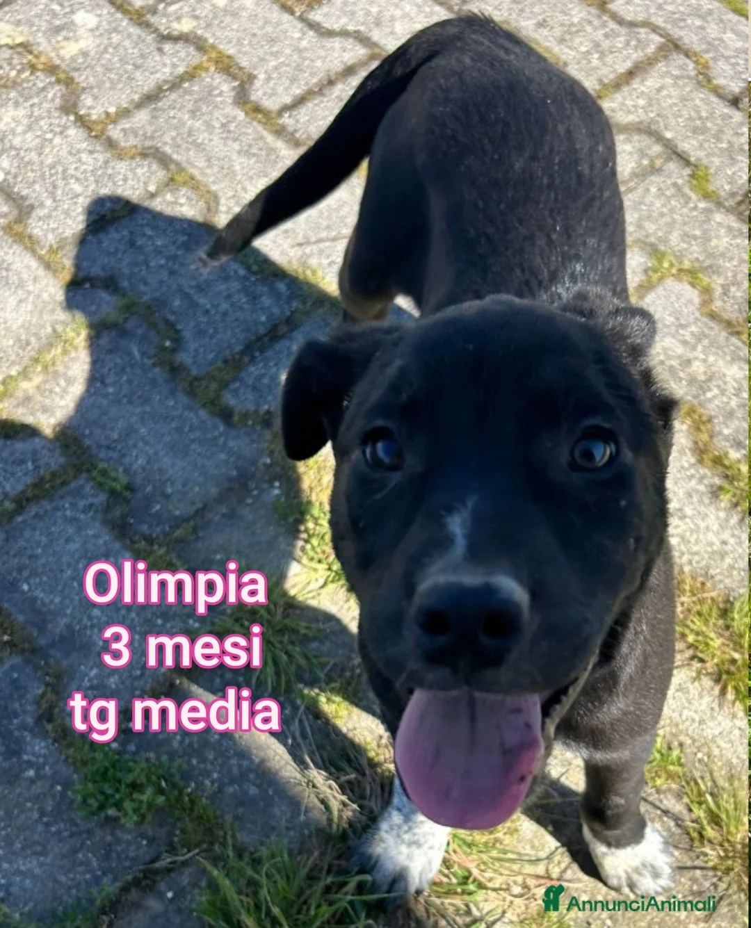 Meticcio cani in regalo: TANTI CUCCIOLI SOLI  a Provincia di Vicenza - Annuncio 2