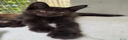 Maine Coon gatti in vendita: Maschietto nero di maine coon (Black Velvet) - Annuncio 11