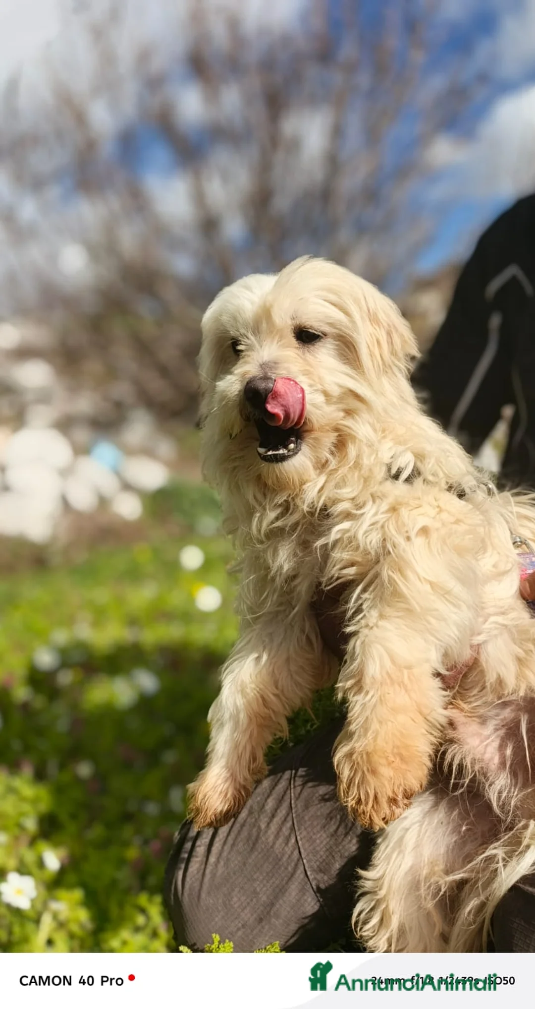 Maltese cani in regalo: Diego, un adorabile maltese - Annuncio 2