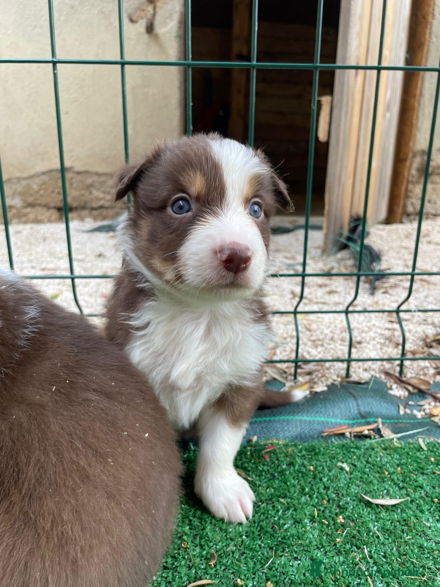 Border Collie cani in vendita: Cuccioli di border collie  a Provincia di Perugia - Annuncio 3
